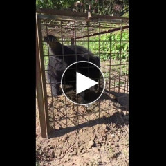 【動画】ツキノワグマなら勝てるだろ動画を観た俺そっとじ…