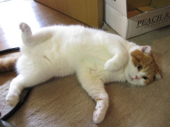 一人暮らしで飼えんからこういうの見るとモフりたくて狂いそうになる・・【再】