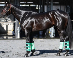 【競馬】菊花賞に向けて仕上がりすぎたロブチェン、まるで黒王号みたいだと話題に。