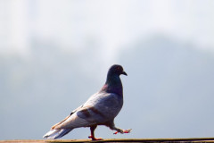 ウワキされたので復讐の最後の晩餐として公園にいたハトとスズメを食わせてやった結果ｗｗｗｗｗｗｗ,,
