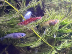 アスペルガー症候群と診断された嫁が、共感力に乏しいのにペットの世話をできるのが不思議だ。