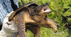 【悲報】外来種カミツキガメが大量逃亡…