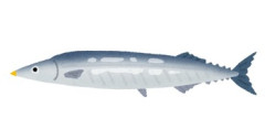 【うわぁ…】スーパーで秋刀魚を買おうとしたら、衝撃の行動をとる客を目撃。氷水が張られた箱の中に秋刀魚が入っていたんだけど…