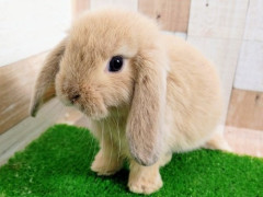 【朗報】うさぎを飼うとQOLが2段階上昇するのあまり知られてないよなｗｗｗｗ