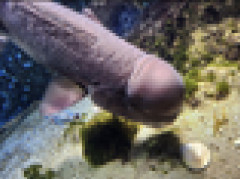 【画像】ペ◯ス過ぎる魚が見つかるｗｗｗｗｗｗｗｗｗｗｗ