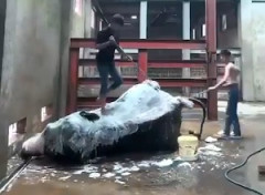 【動画】体を洗ってもらうのが上手すぎる象さん、飼育員に超協力的な姿勢を見せる。