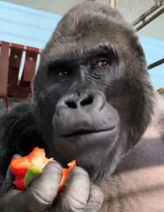 【動画】🦍「え、ここでピーマンを食べるんですか？………いいけど」👉