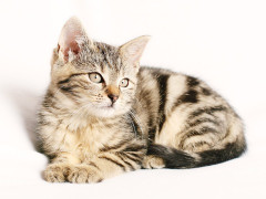 飼い猫が危篤の時、彼は仕事帰りにわざわざ来てくれた。猫が亡くなった後に彼がかけた言葉が今も心に残っている…