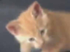 可愛い子がちょっかいを出してきた。へへへ～ん♪ → 油断、大敵です…
