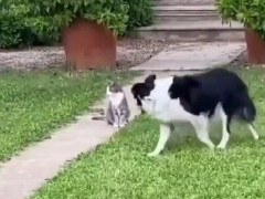 座ったまま動かない猫の周りを、ボーダーコリーがぐるぐる回り続ける「猫のほうがコリーを走らせてる」【海外の反応】