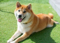 【急募】ワイの飼ってる犬の名前が「missAV」「Supjav」なんやが、3匹目の名前を考えてくれ