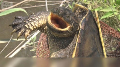 外来種カミツキガメが大量逃亡