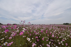 【画像】コスモス畑で写真を撮ってきたら、ひまわりが紛れてたｗｗｗｗ