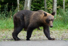 知床のヒグマたち、先着順で整列し順番にシャケ漁、割り込みや暴動略奪は起きず