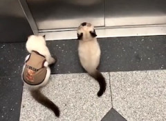 【ネコ】65万イイネを集めた飼い主と一緒にエレベーターで帰宅するニャンズ。