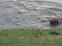 小さな頭が水面からいくつも出ていた。これは可愛い水泳教室！ → 池はこんな風景です…