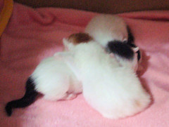 【画像】 生後7時間ちょっとの子猫【再】