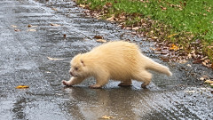 白い猫かと思ったら、激レア個体の白いヤマアラシが道路を横断！