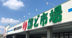 オリックス育成6位の鮮ど市場の人、結構謎ｗｗｗｗｗｗｗｗｗｗｗｗｗｗ
