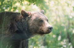 クマ対策ってさ賞金出せば終わる話だよな