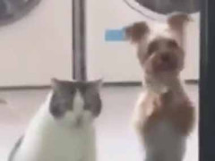 ガラス戸の向こうに可愛い子が並んでいた。ここを開けてよぉ！ → ２人でこんなアピールです…
