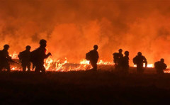 KDDIが起こしたモンゴル大火災で多数の絶滅危惧種が本当に絶滅した模様