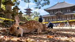 【闇深】奈良の東大寺・興福寺で子鹿4頭が不審死…体の一部が欠損、専門機関「野生動物に食べられた可能性は低い」