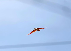 放鳥されたトキ２羽、石川県内で死んでいるのが見つかる…動物に捕食された形跡