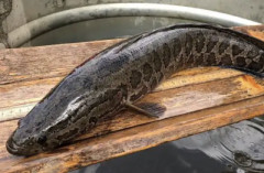 雷魚を食べた男の子くん、一生消えないアザができて終わる