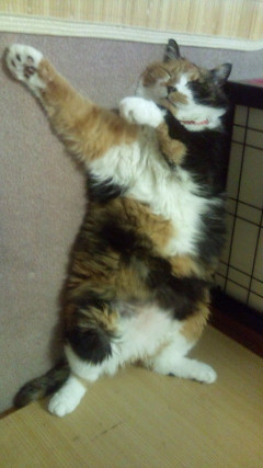 猫が盆踊りの稽古中【再】