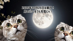 2026年10月26日は満月！年末に向けてのエネルギーをチャージなのだ
