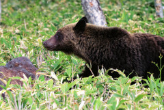 秋田県内で捕獲されたクマ　今年4月から10月16日までに361頭