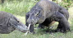 【朗報】コモドドラゴン、日本襲来