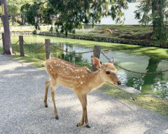 【悲報】ベトナム人さん奈良公園の鹿を食ってしまう