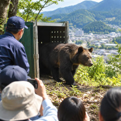 「駆除せず放獣」秦野市の対応に「称賛の声」 なぜ捕殺しない？再出没なら？市が明かした対応方針   #クマ |  半殺しに痛めつけて帰せば来なくなるんじゃない？