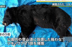 【神奈川県秦野市】20日にツキノワグマを捕まえて丹沢山地の奥地に放獣 →  ツキノワグマが再出没…捕獲・放獣されたクマと同一個体と確認