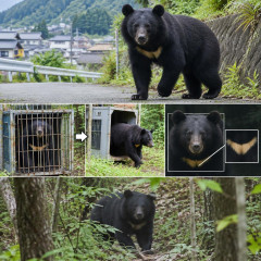 秦野市でツキノワグマが再出没…捕獲・放獣されたクマと同一個体と確認   #クマ |  神奈川にクマはいないはずだが？
