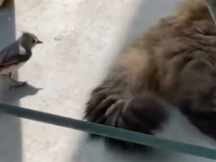 【危険】 親は子供のためなら命がけで行動する。今のうちにたくさん取らないと！ → 猛獣にこうします…