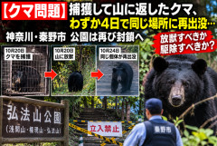 【クマ問題】捕獲して山に返したクマ、わずか4日で同じ場所に再出没…公園は再び封鎖へ　放獣すべきか駆除すべきか？