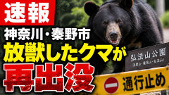 【悲報】秦野市がクマ捕獲して放獣→ネットで絶賛も、同一個体が再び下山ｗｗｗ
