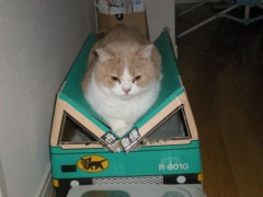 【画像】猫「解せぬ」【再】