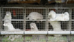 デンマーク、毛皮ミンク養殖を完全廃止へ「長年の伝統というだけで存続させるべきではない」