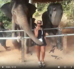 【動画】女さんデリケートゾーンを象に嗅がせた結果ｗｗｗｗｗｗｗｗｗｗｗｗｗｗｗ