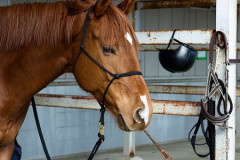 【動画】馬さん、初めてバナナを食べた結果ショートするｗｗｗｗｗ