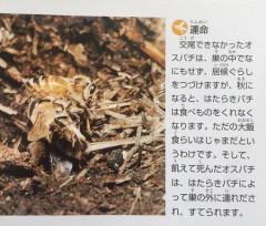 【悲報】独身男性の末路、「昆虫の世界」でも悲惨すぎて草ｗｗｗｗ