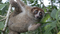 うれしいニュース。1世紀前に絶滅したと考えられていたスローロリスが生き延びていた！