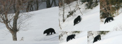 【悲報】秦野市、クマを山奥に放して登山道を開放！！！ その日の夜、同じクマが戻ってきたｗｗｗ