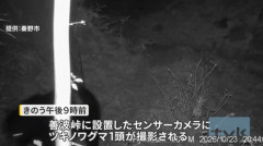 【速報】団体絶賛の捕獲後に放獣したツキノワグマ、再び出没で結局捕殺を検討 ネット「市民が犠牲になってた可能性だってあったんだぞ」