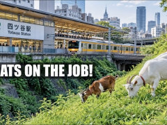 外国人「ヤギが草を食べてる！」ONLY in JAPAN * GOが四ツ谷駅で草を刈るヤギを紹介してる