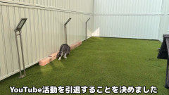 猫系YouTuber『もちまる日記』、2026年12月13日にYouTube引退を発表
